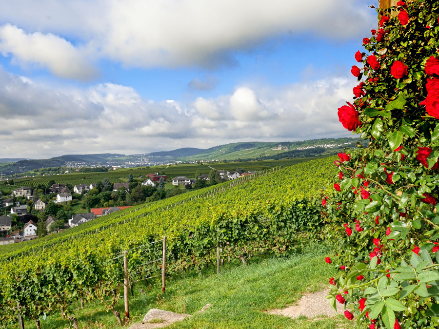 Blick von Schloss Johannisberg