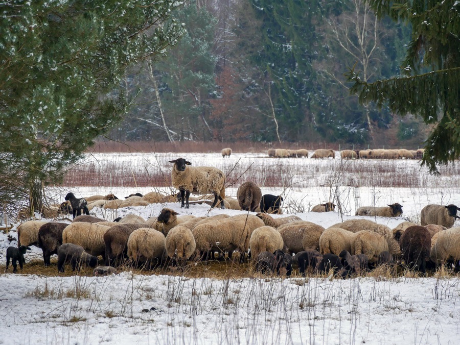 Überraschung im Wald