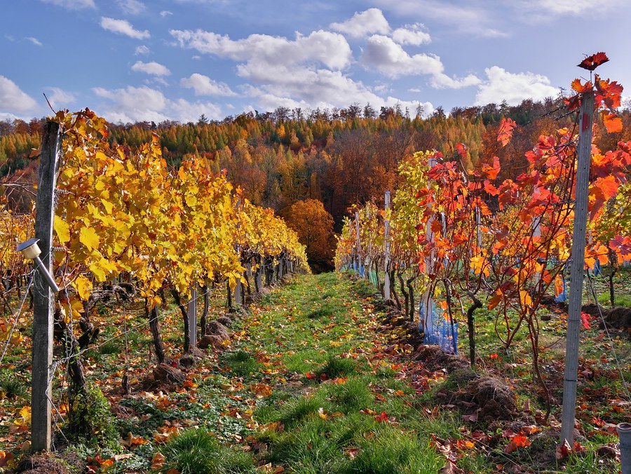 Weinlagen