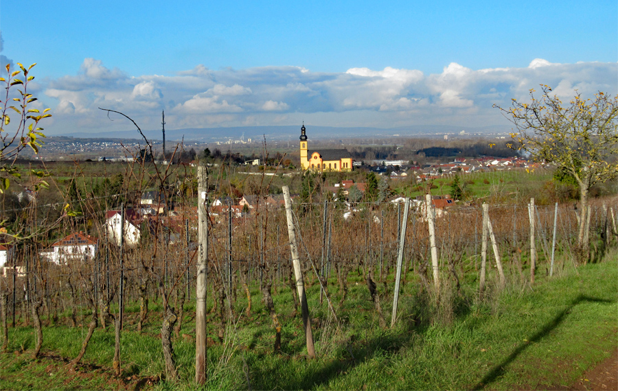 Blick zurück auf Nackenheim mit St. Gereon