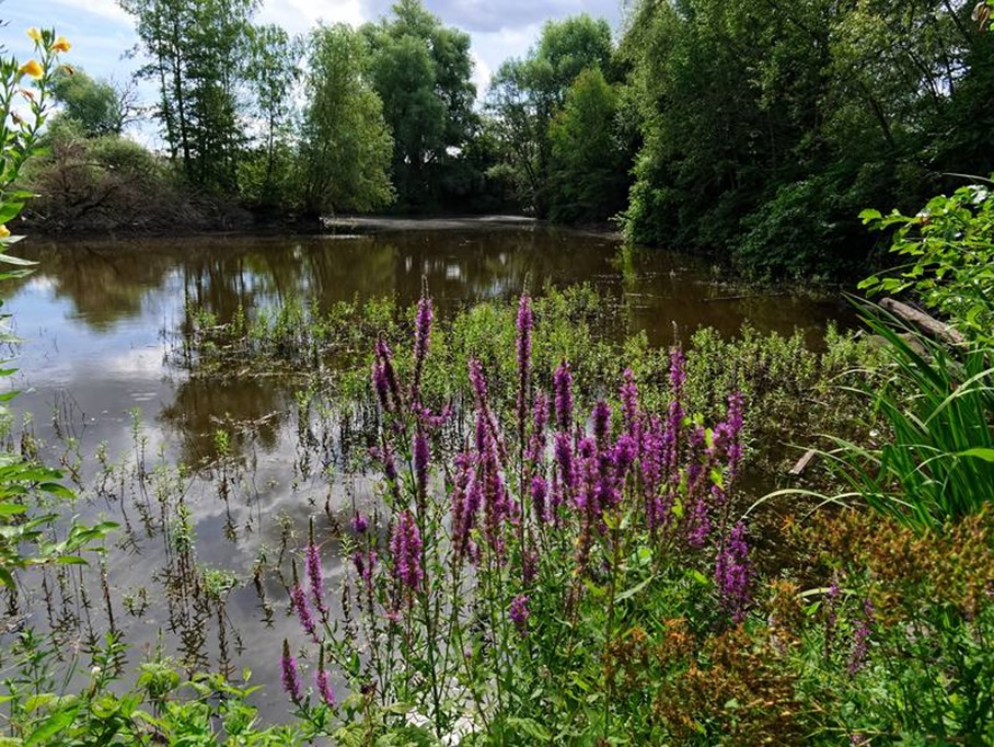 Blutweiderich im Wolfgangsee