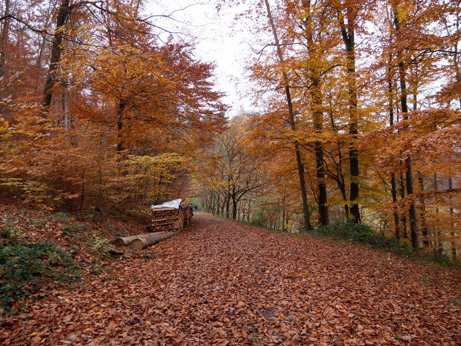 Farben des Novemberwaldes