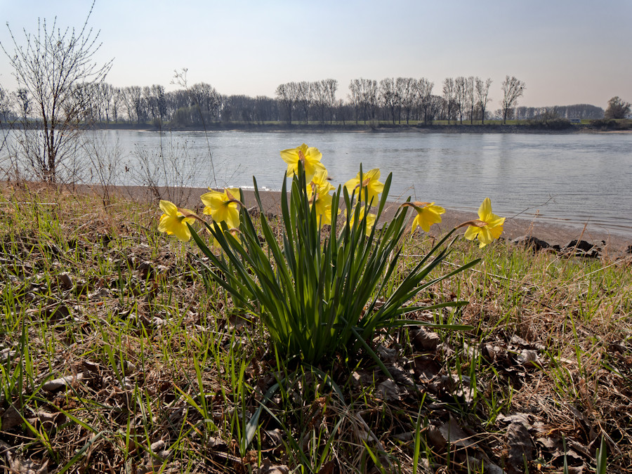 Rhein Osterglocken