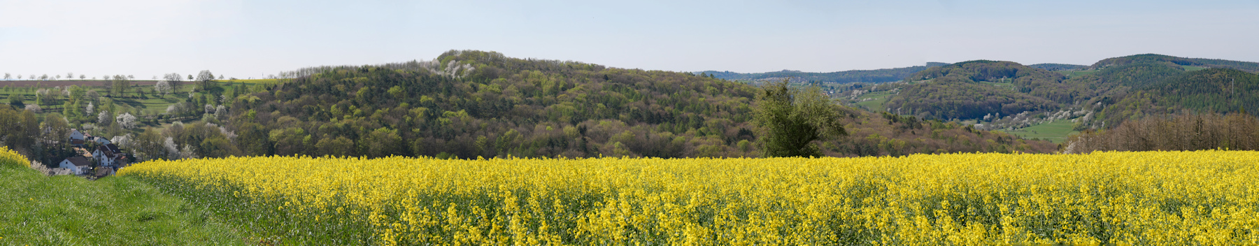 Rapsfeld-Panorama2