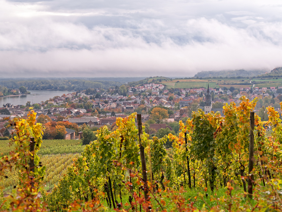 Blick auf Nierstein