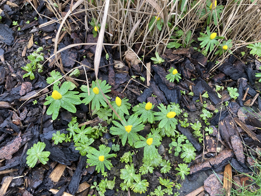 Die ersten Blüten am Teich