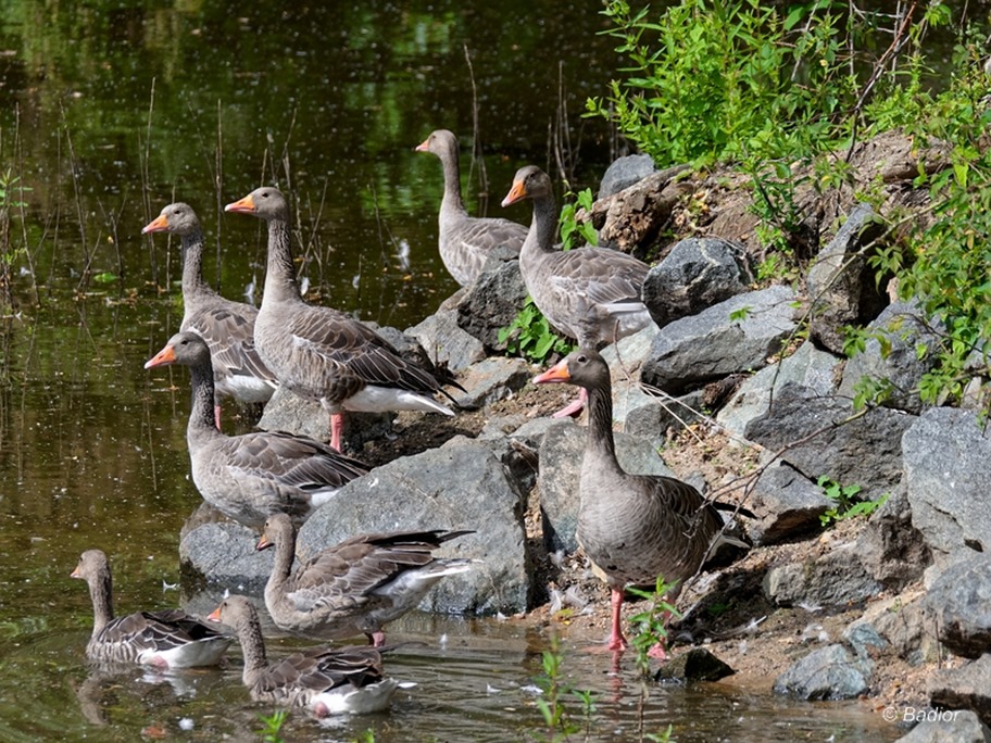 Graugänse am Wolfgangsee