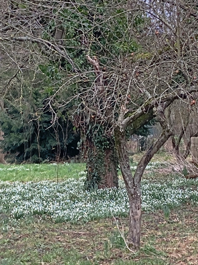 Baum-mit-Schneegloeckchen