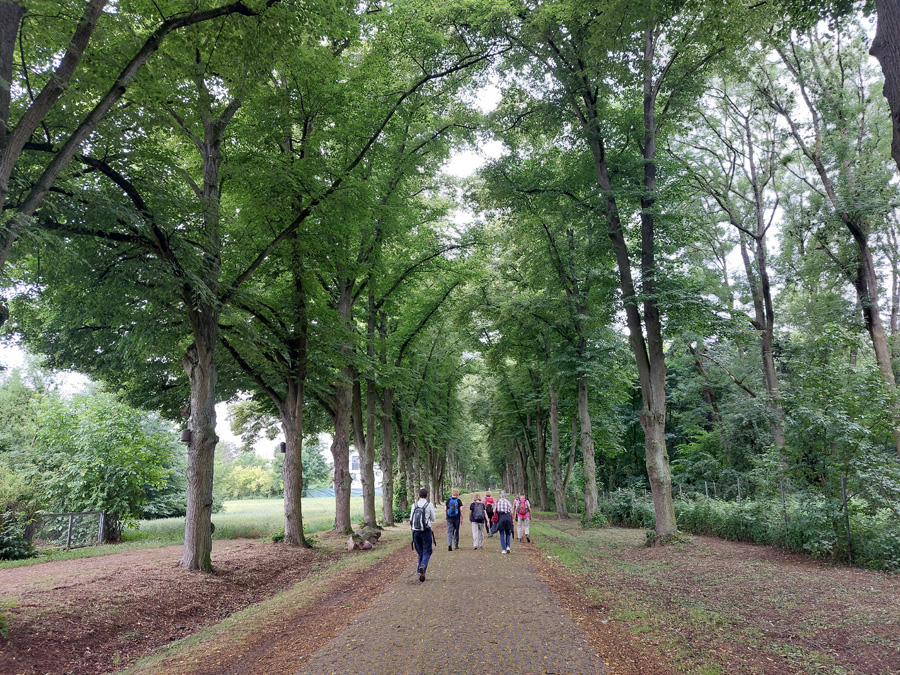 Allee-mit-hundertjaehrigen-Linden