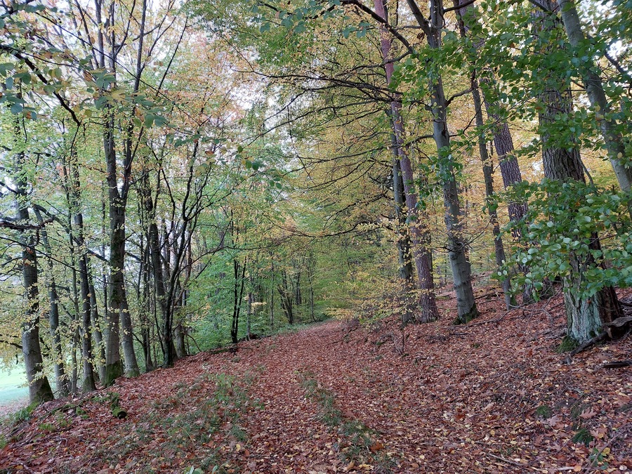 Meer-von-Blaettern.jpg Meer-von-Blaettern.jpg