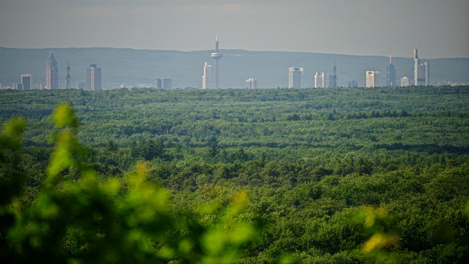 Blick vom Rehberg auf die Frankfurter Skyline