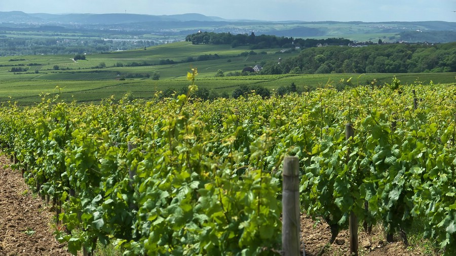 Weinberge oberhalb von Hallgarten