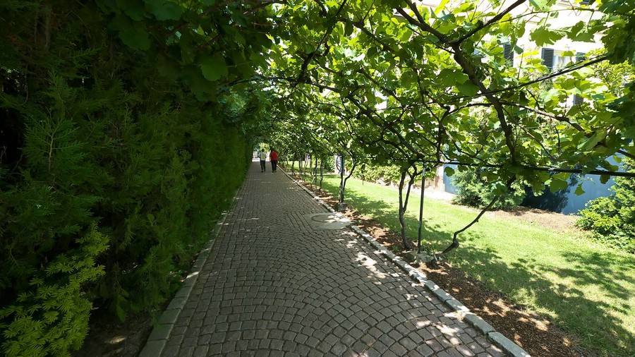 Durch eine Rebenpergola geht es zur Aussichtsterrase