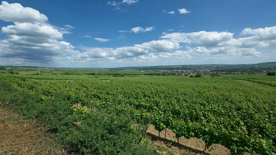 Blick auf Winkel und Ingelheim