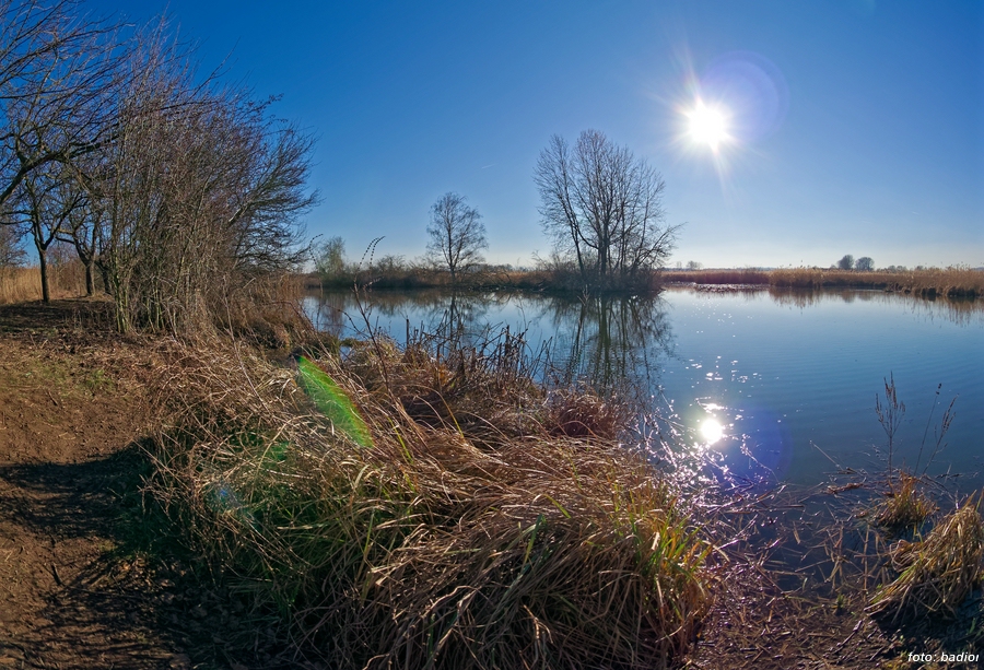 Reinheimer Teich Gegenlicht