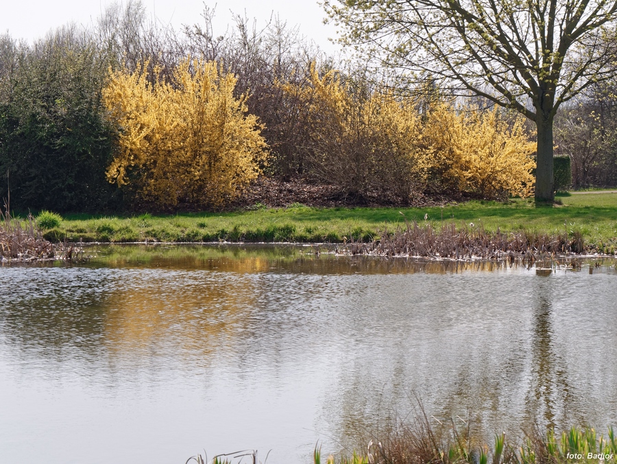 Forsythien Golfplatz