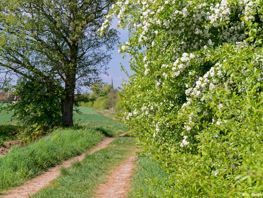 Parallel-zu-Hirschbachweg.jpg