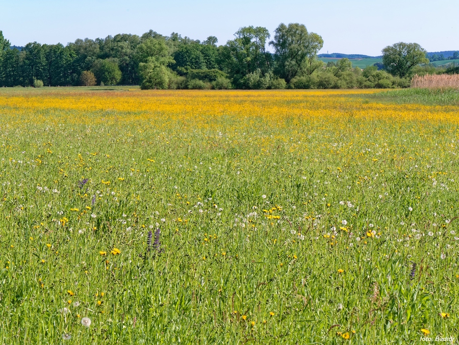 Wiesenblumen_Schilf_Landwehrgraben