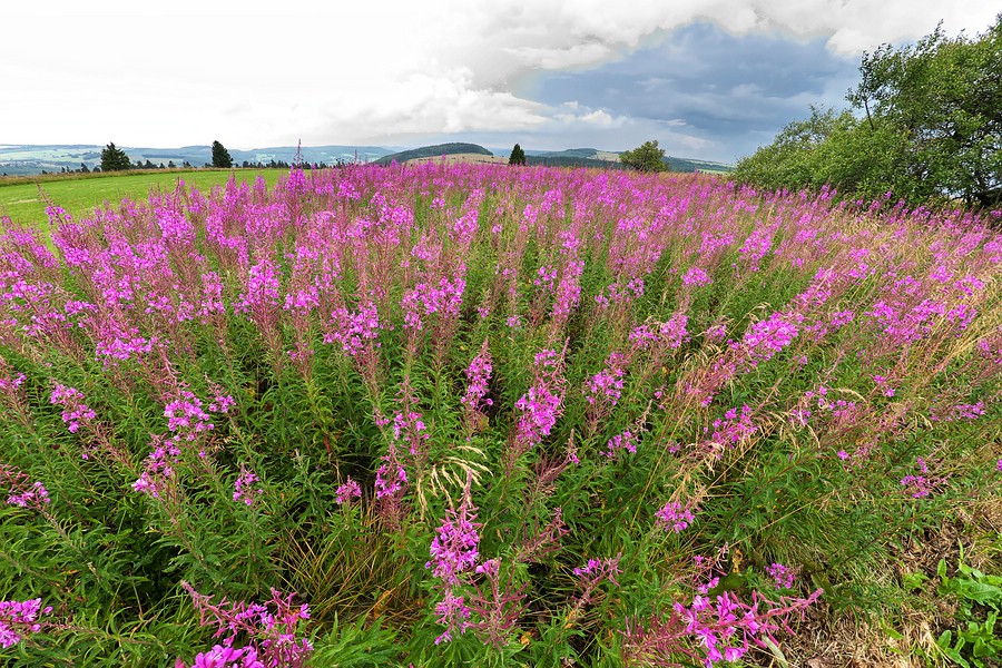 Extratour Milseburg Blumen